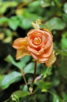 Withered rose Stock Photos