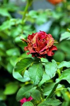 Withered rose Stock Photos
