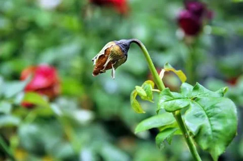 Withered rose Stock Photos