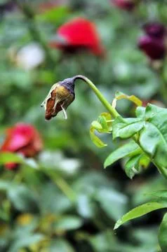 Withered rose Stock Photos