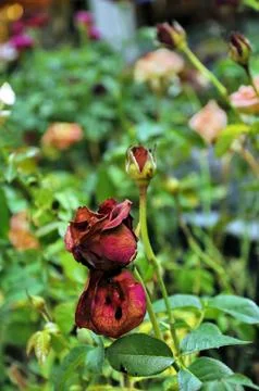 Withered rose Stock Photos