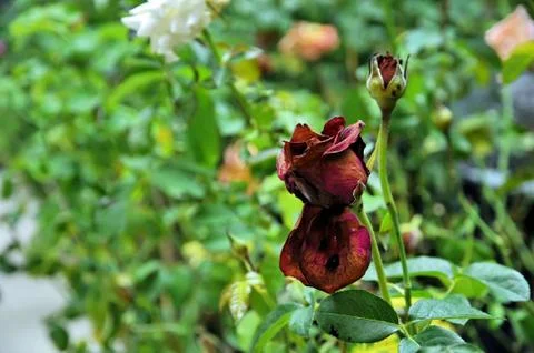 Withered rose Stock Photos