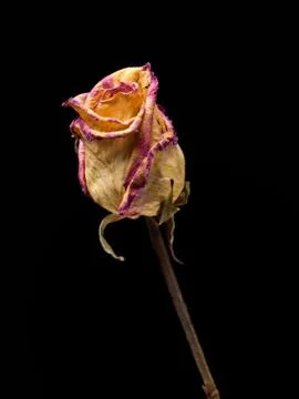 Withered rose Stock Photos