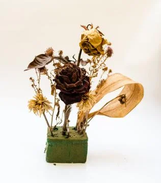 Withered rose Stock Photos