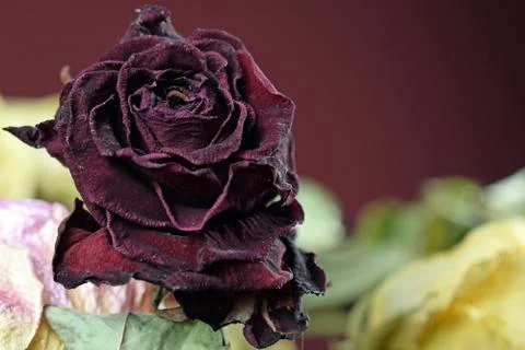 Withered rose Stock Photos