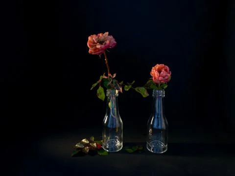 A withered rose 스톡 사진