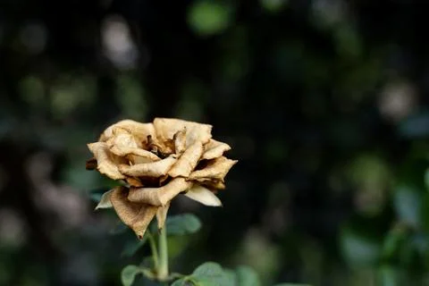 Withered Rose Stock Photos