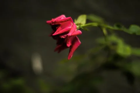 Withered rose seen from the side Stock Photos