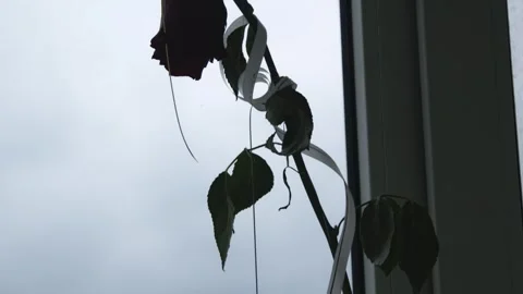Withered rose silhouette against bright sky. The image symbolizes fading beauty Stock Footage 320397039