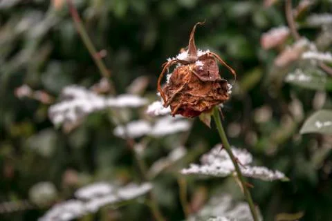 Withered rose with Snow Stock Photos
