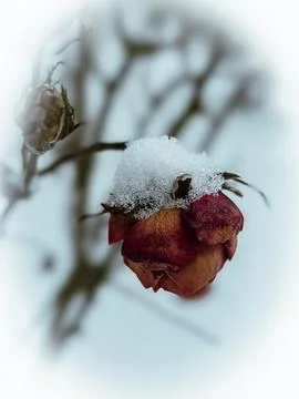 WITHERED ROSE UNDER SNOW IN WINTER CLOSE-UP Stock Photos