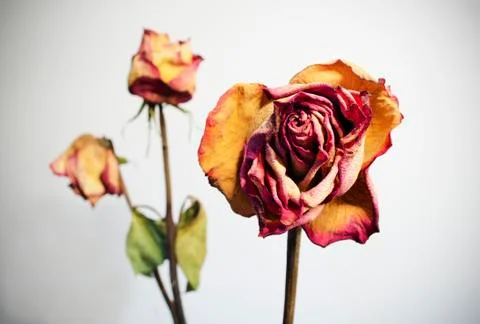 Withered rose on white background Stock Photos