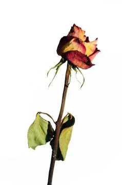Withered rose on white background Stock Photos