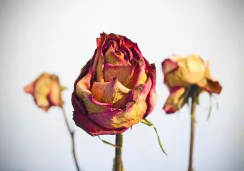 Withered rose on white background Stock Photos