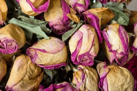 Withered roses as backdrop Stock Photos