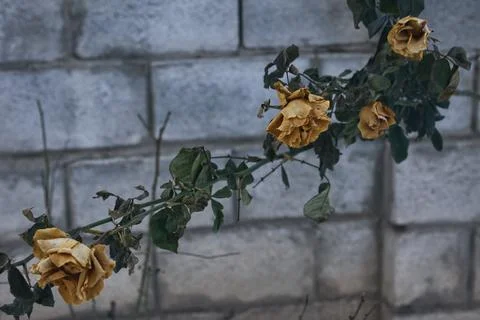 Withered Roses Covered by Winter Cold and Snow Stockfoto's
