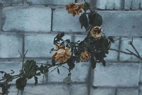 Withered Roses Covered by Winter Cold and Snow Fotos Stock