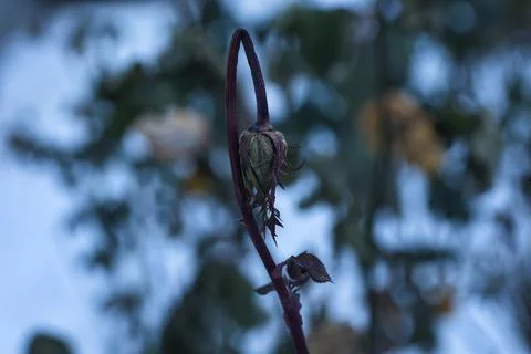 Withered Roses Covered by Winter Cold and Snow Фото