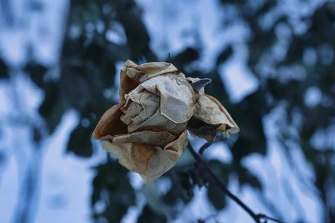 Withered Roses Covered by Winter Cold and Snow Photos