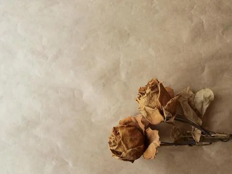Withered roses on old paper Stock Photos