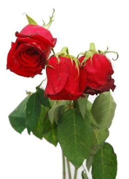 Withered roses Stock-Fotos