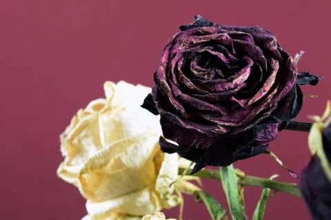 Withered roses Stock Photos
