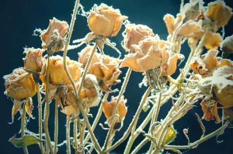 Withered roses Stock Photos