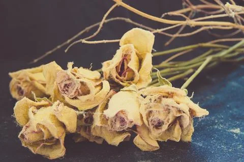 Withered roses Stock Photos