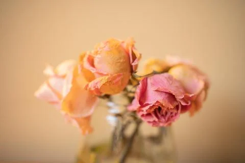 Withered roses on soft brown background. Stock Photos