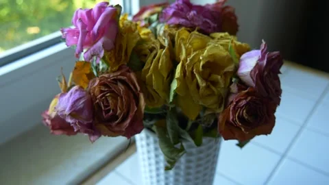 Withered Roses as Symbol of Transience Stock Footage 325527846