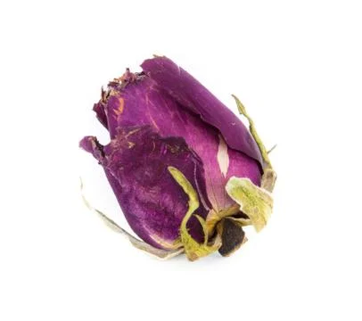 Withered roses on white background Stock Photos