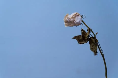 Withered single rose on blue background. dry petals and leaves scattered on t Fotos Stock
