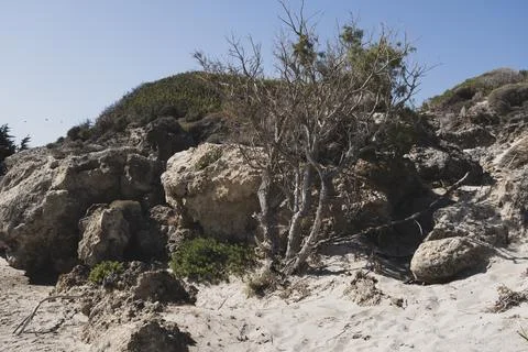Withered small cypress trees in sandy terrain with single rocks Stock Photos
