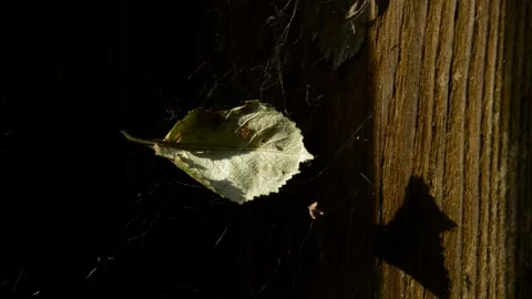 Withered sour cherry leaf on a cobweb Stock Footage 271184547