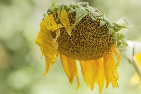 Withered sunflower disc close up Foto stock