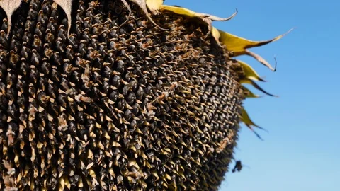 A withered sunflower field Video stock 96743663