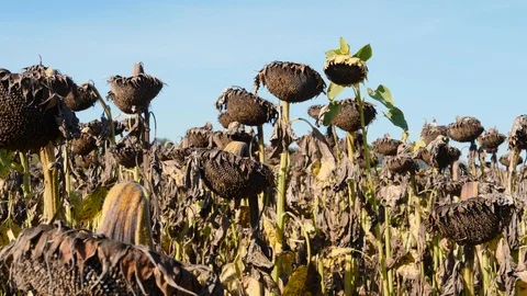 A withered sunflower field Vidéo 96743765