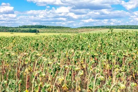 Withered sunflower field Foto stock