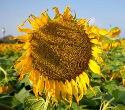 Withered sunflower Stock Photos