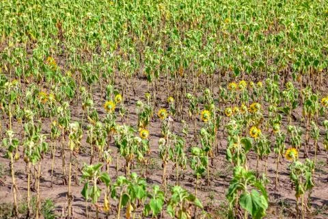 Withered sunflower Stock Photos