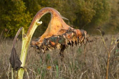 Withered Sunflower Foto stock