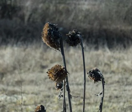 Withered sunflower 写真素材