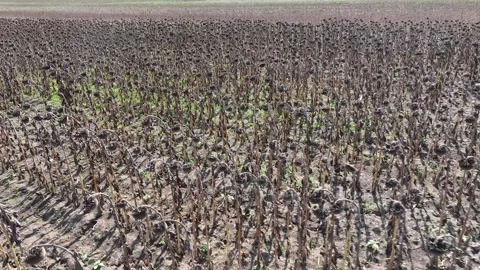Withered sunflowers in the field. Concept of global warming Stock Footage 259295061