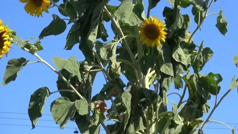 Withered Sunflowers Video stock 116637012