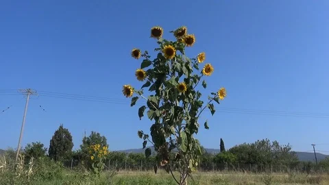 Withered Sunflowers Video stock 116637484