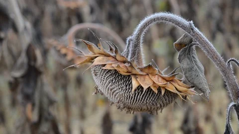 Withered sunflowers Stock Footage 116965880