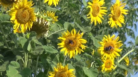 Withered Sunflowers Under Strong Wind Stock Footage 127092760