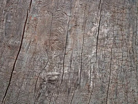 Withered surface of old tree without bark Stock Photos