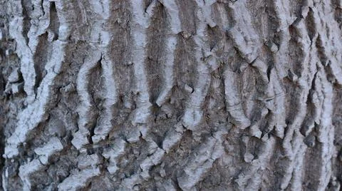 The withered surface of the tree bark in detail Stock Photos