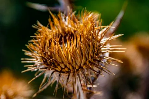 Withered thistle flower close-up. Stock Photos